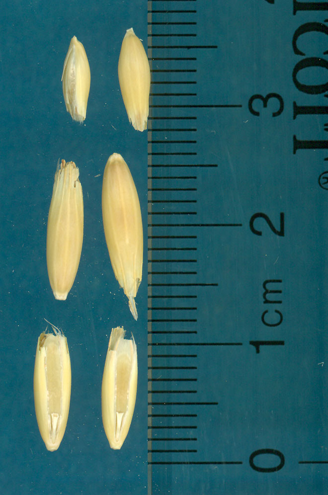 KERNELS