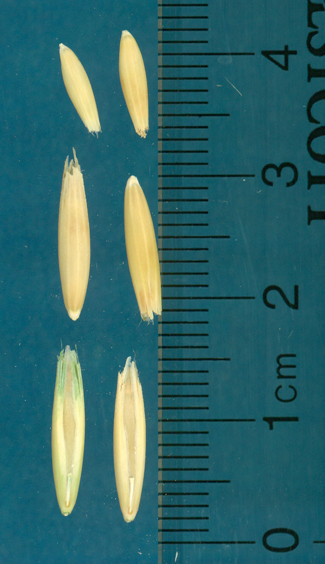 KERNELS