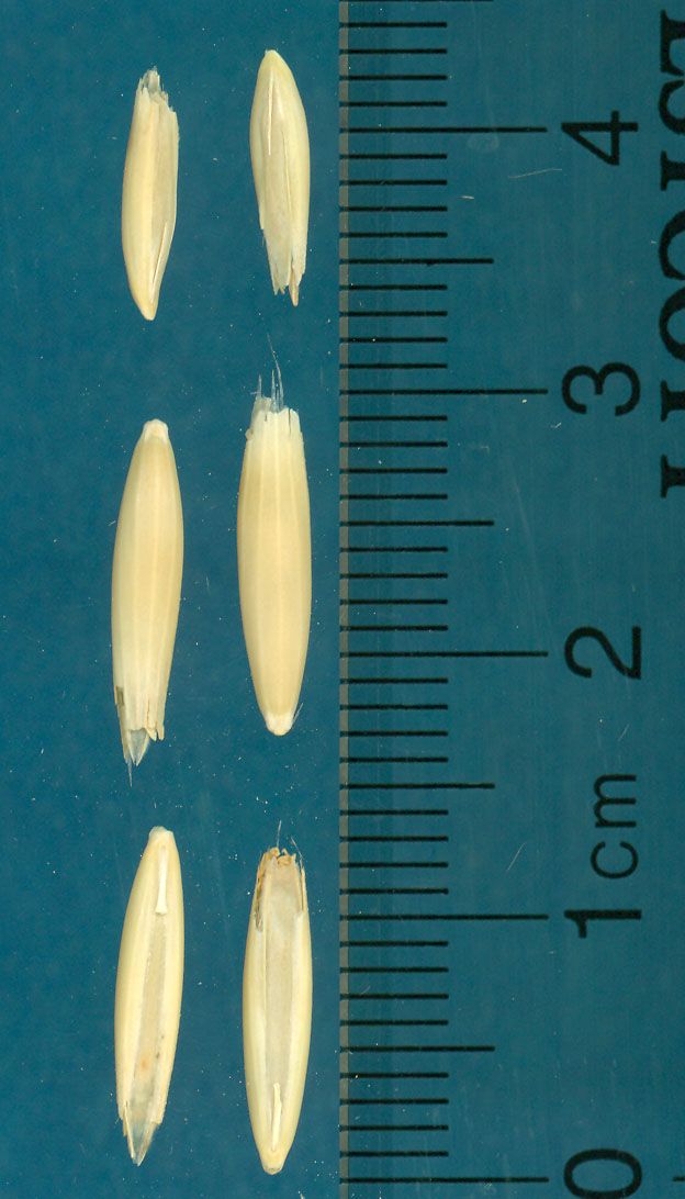 KERNELS