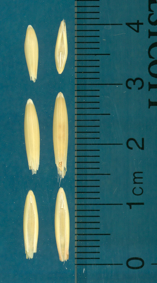 KERNELS