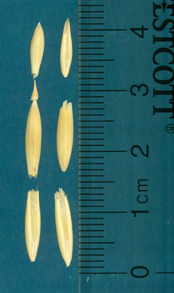 KERNELS