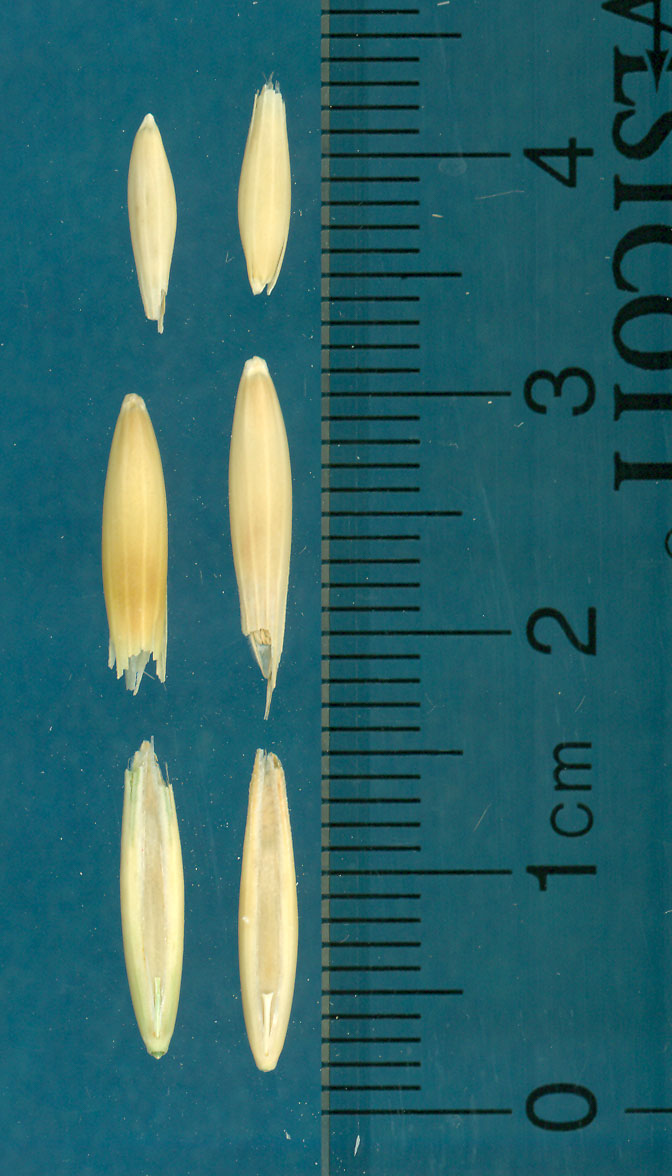 KERNELS