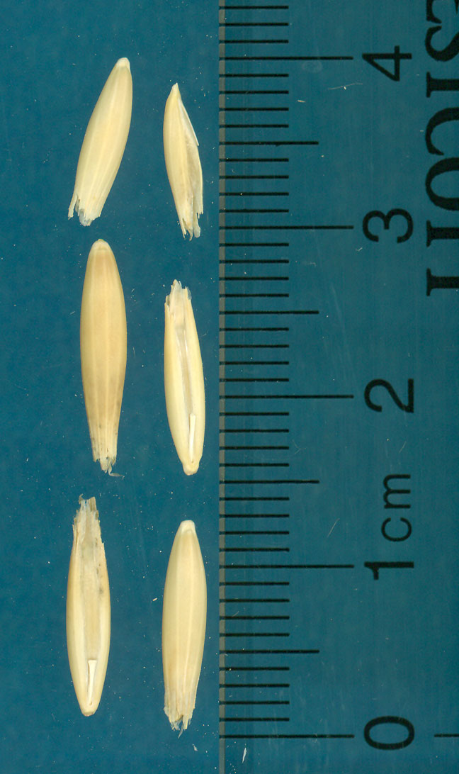 KERNELS