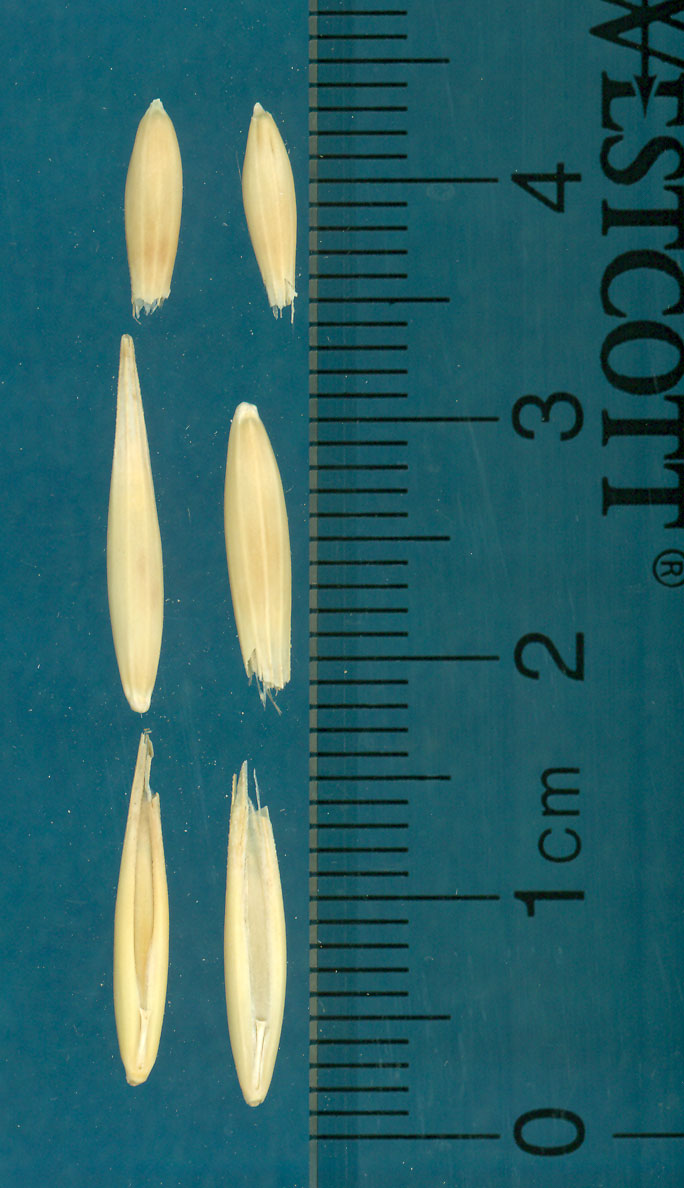 KERNELS