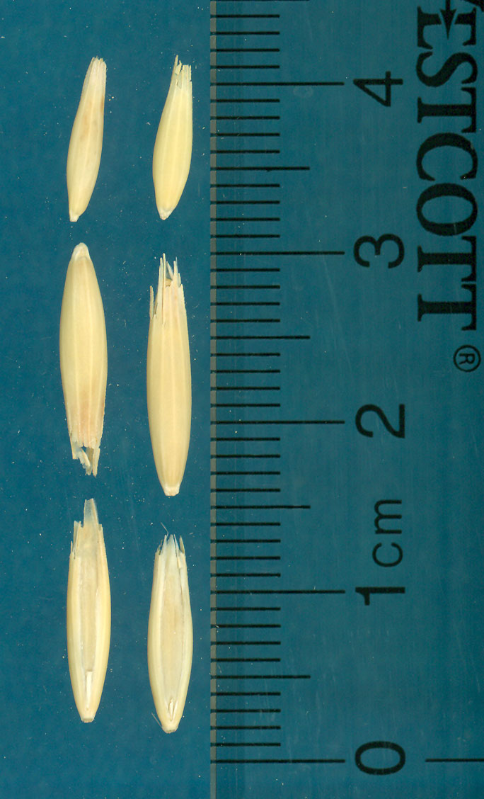 KERNELS