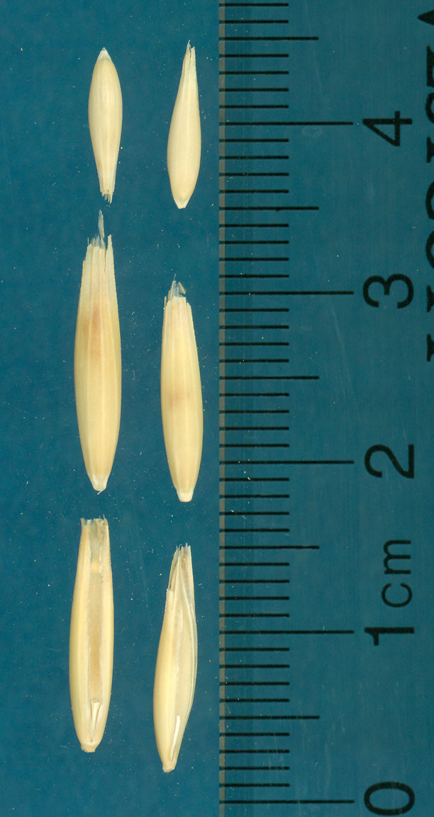 KERNELS