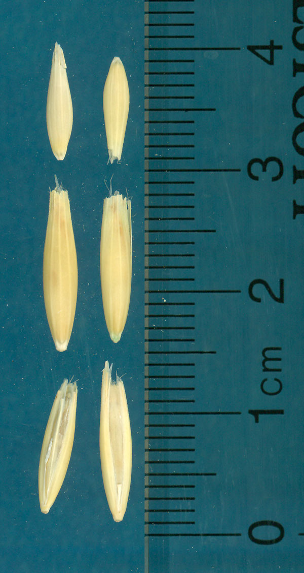 KERNELS