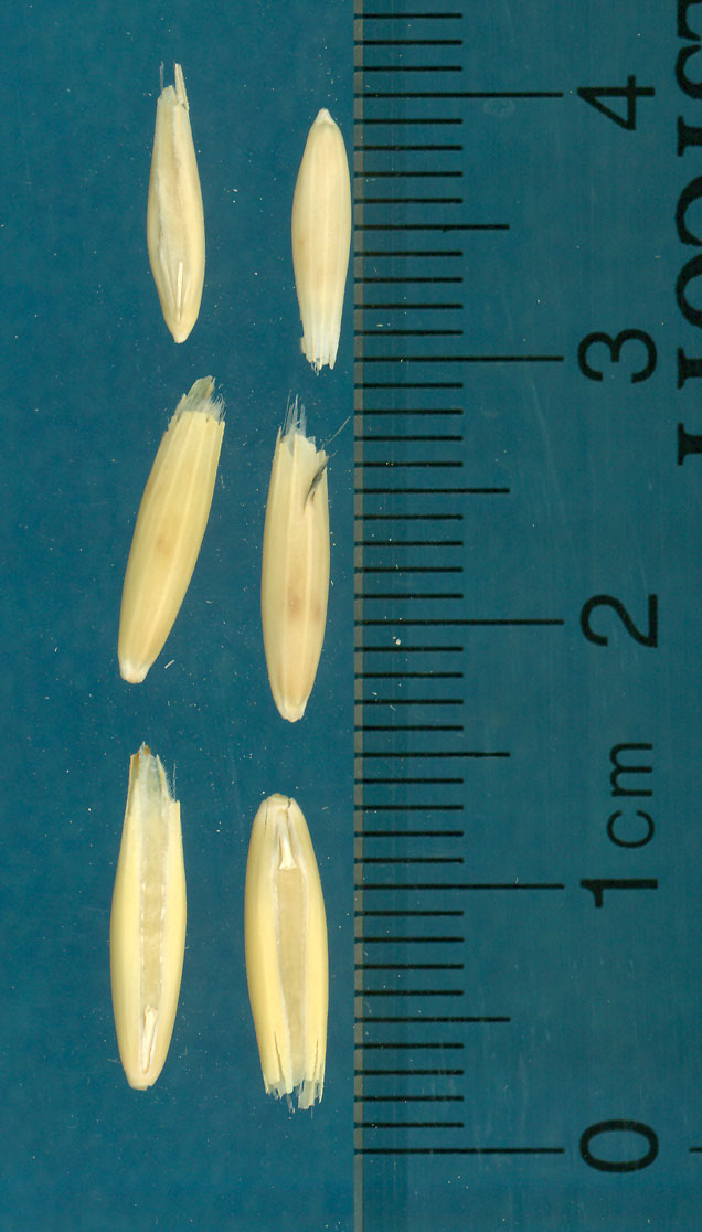 KERNELS