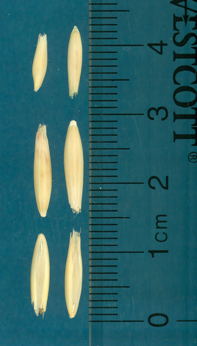 KERNELS