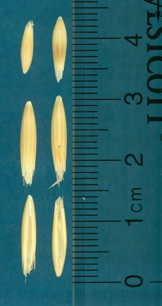 KERNELS