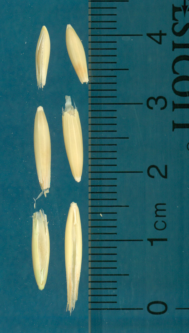KERNELS