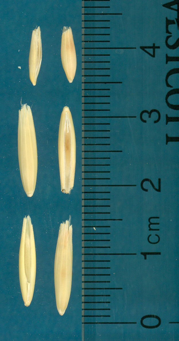 KERNELS