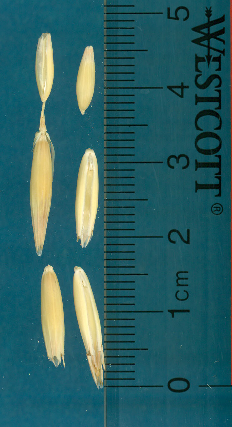 KERNELS