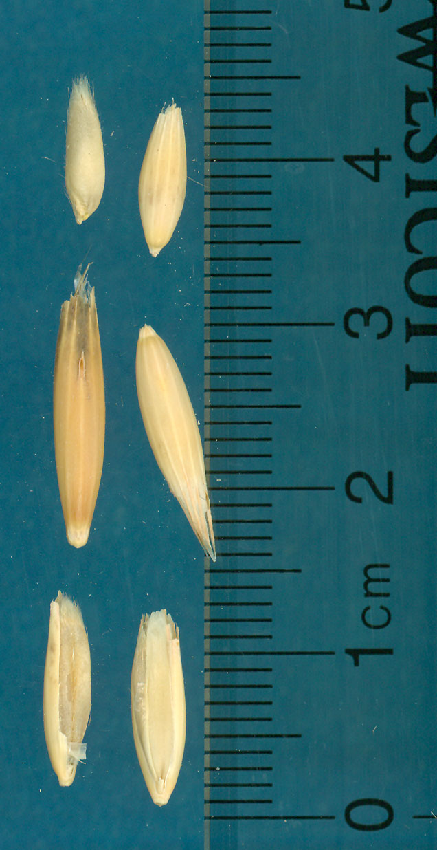 KERNELS