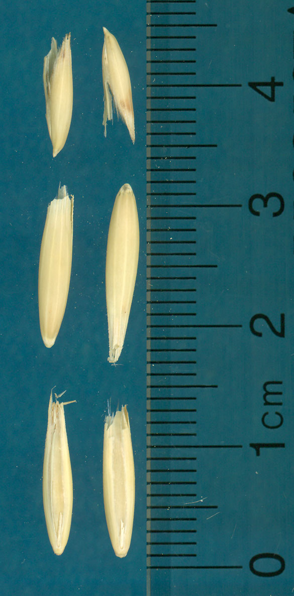 KERNELS