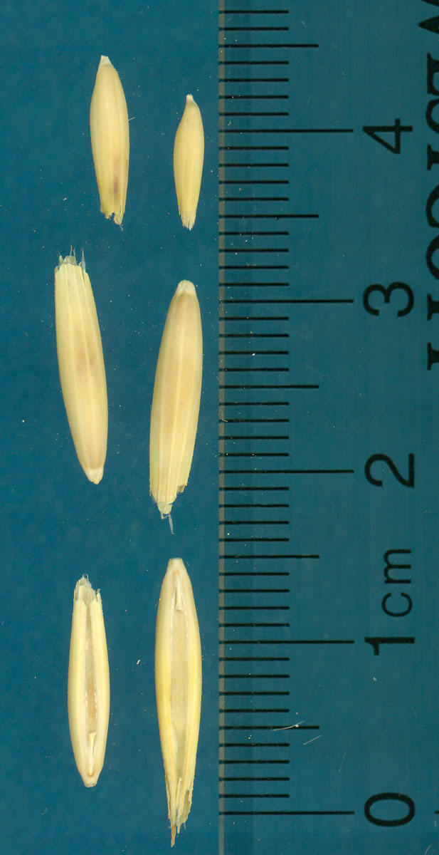 KERNELS