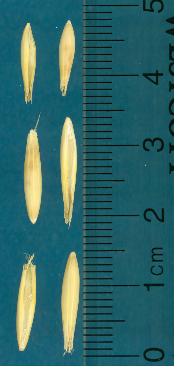 KERNELS