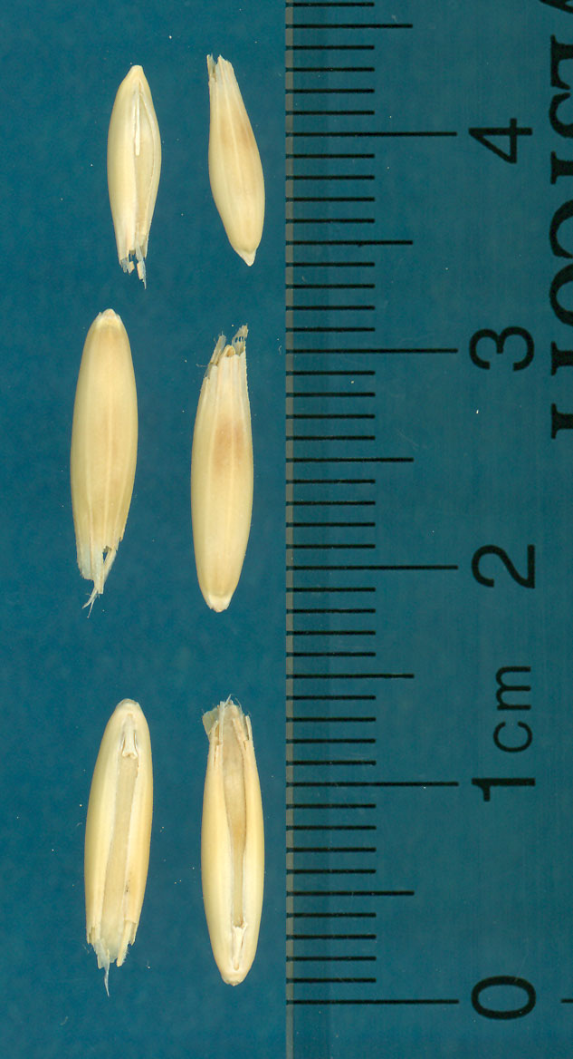 KERNELS