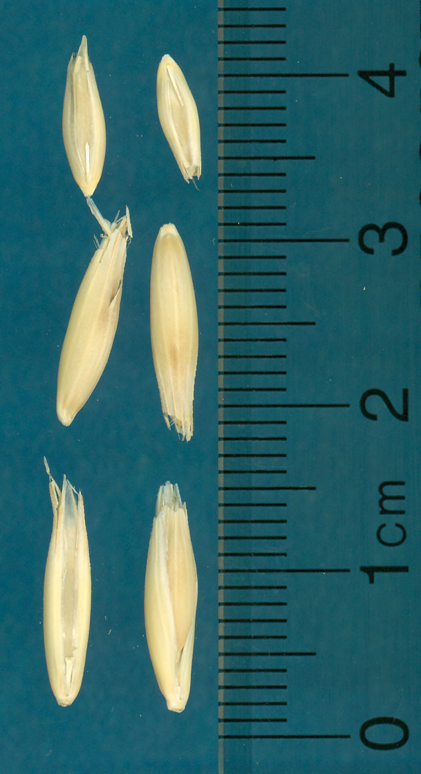 KERNELS