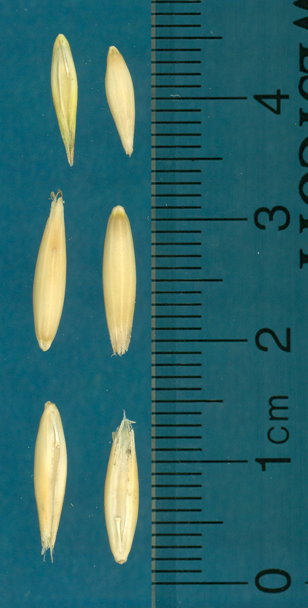 KERNELS