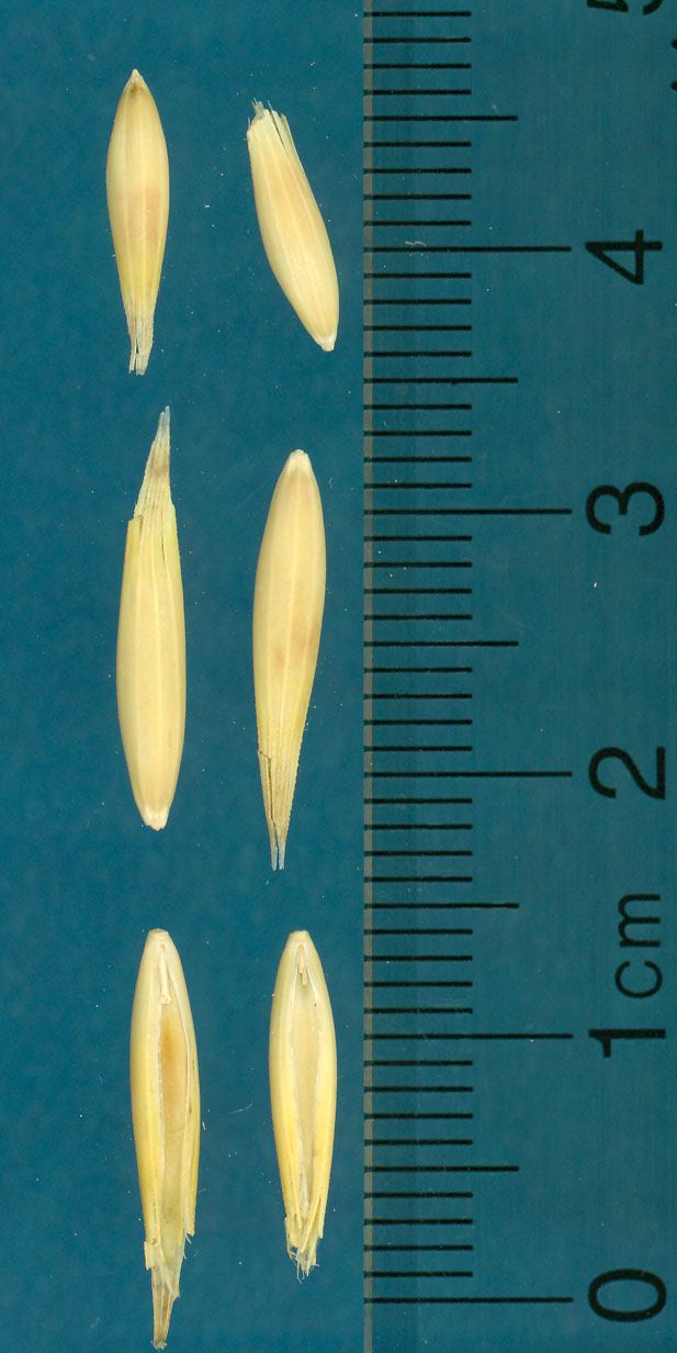 KERNELS