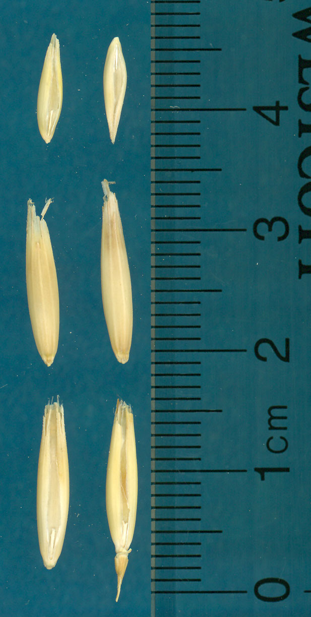 KERNELS