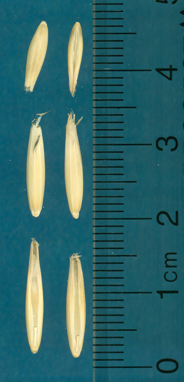 KERNELS