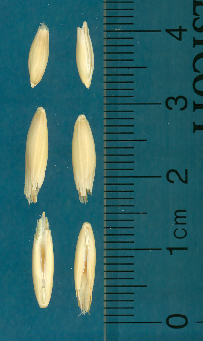KERNELS