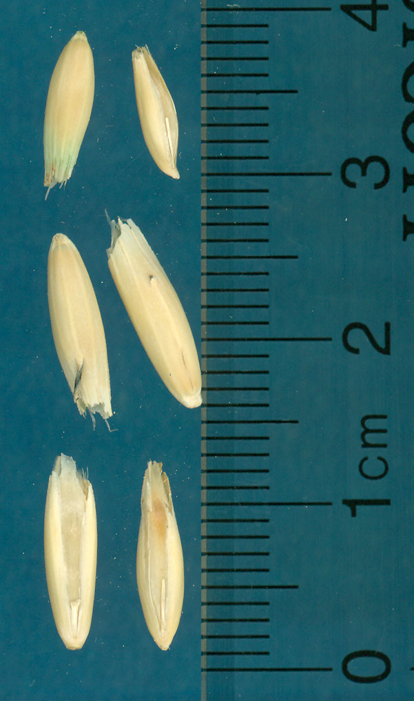 KERNELS