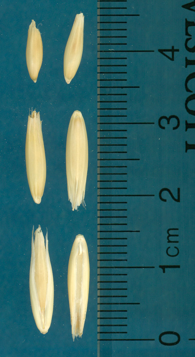 KERNELS