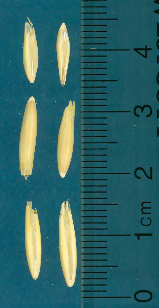 KERNELS