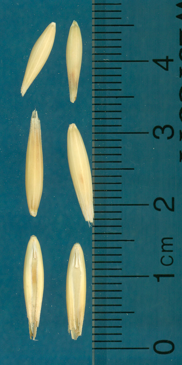 KERNELS