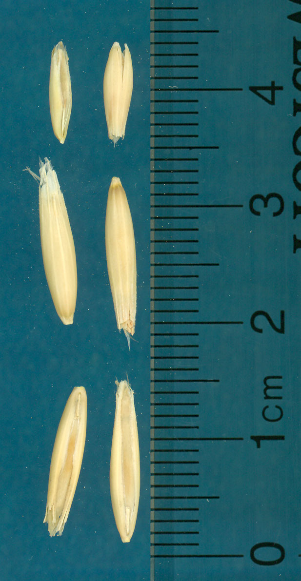 KERNELS