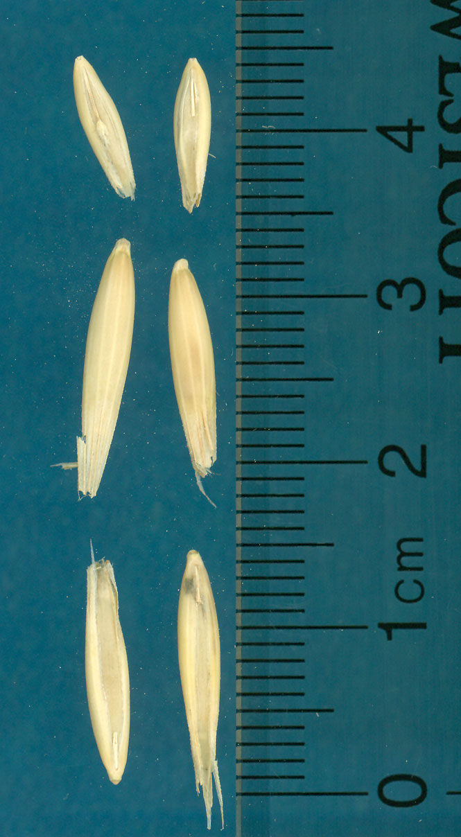 KERNELS
