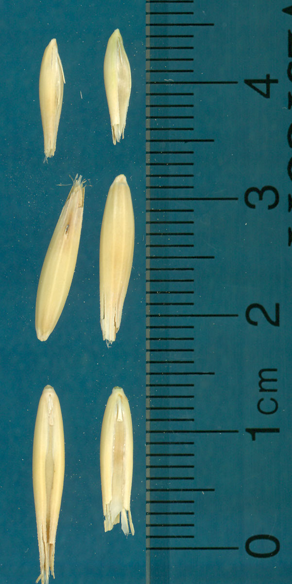 KERNELS