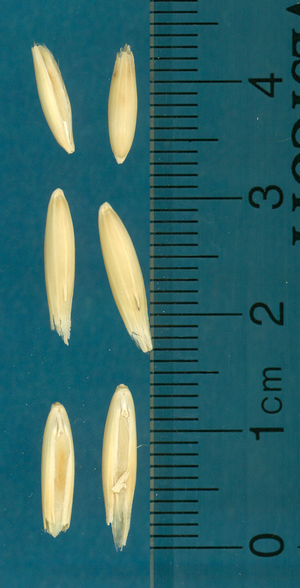 KERNELS