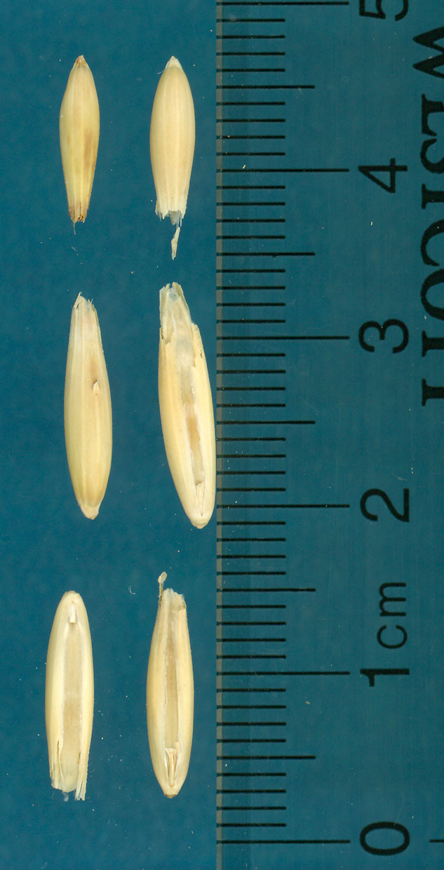 KERNELS