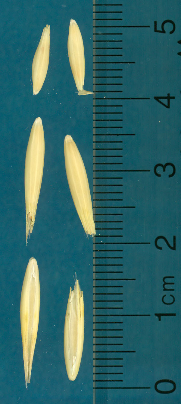 KERNELS