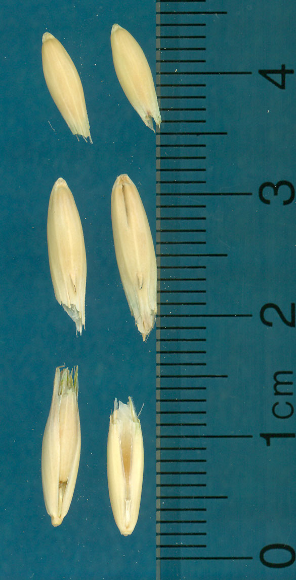 KERNELS
