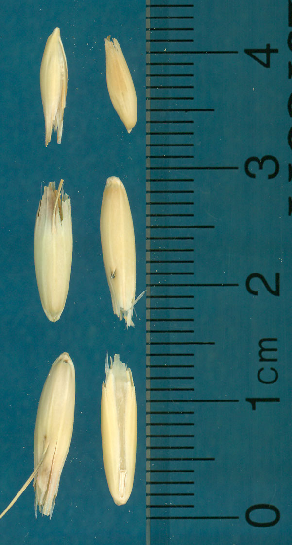 KERNELS