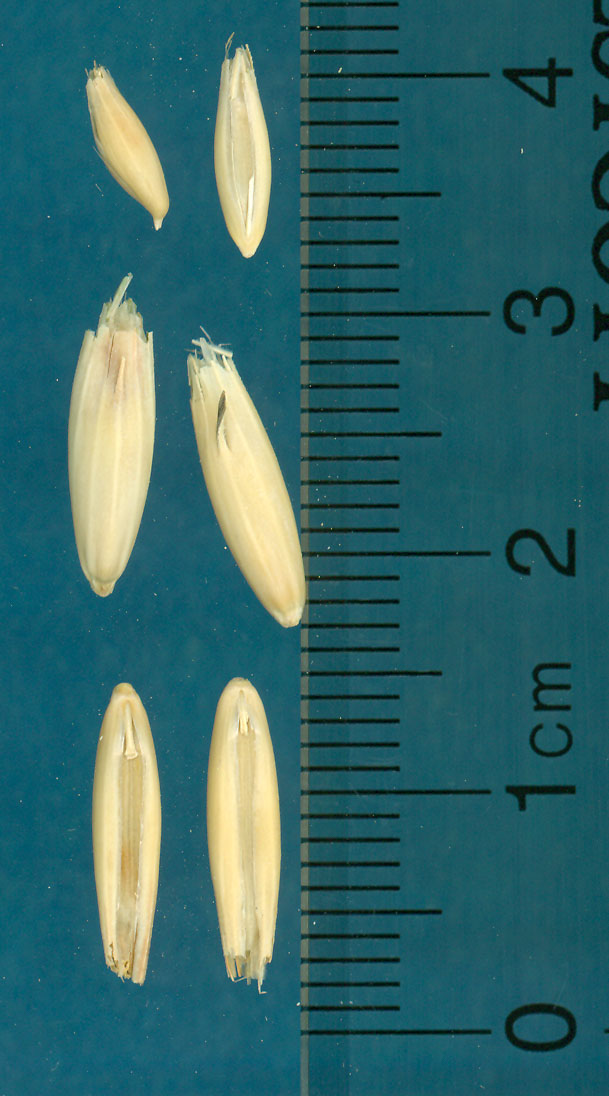 KERNELS