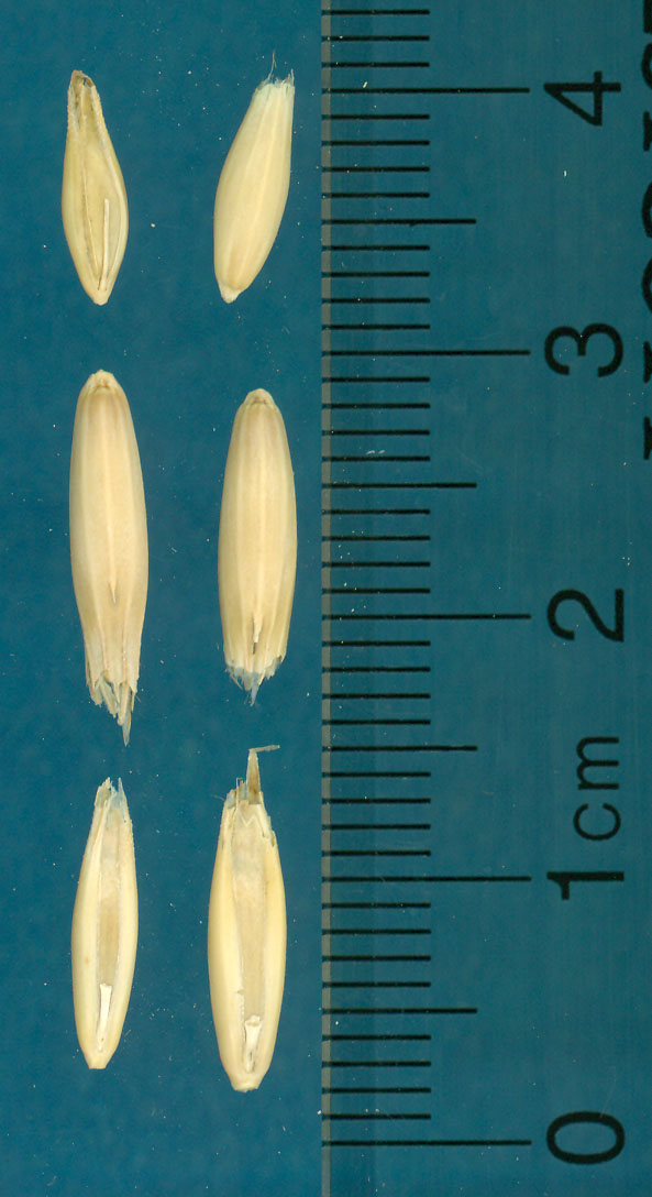 KERNELS