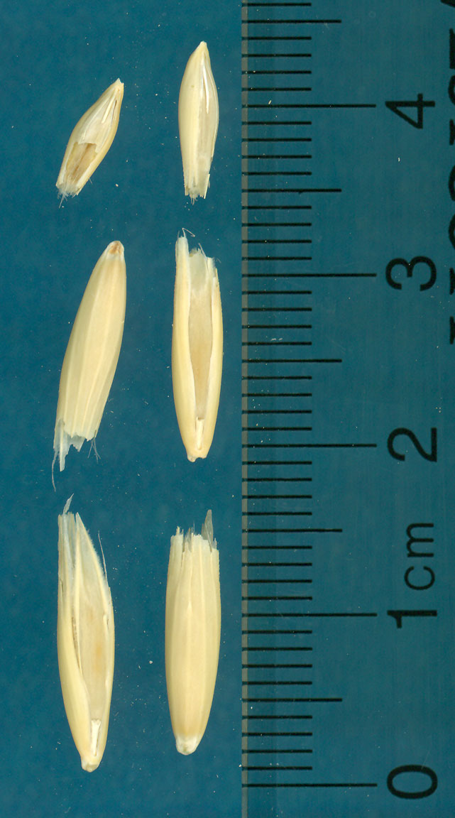 KERNELS