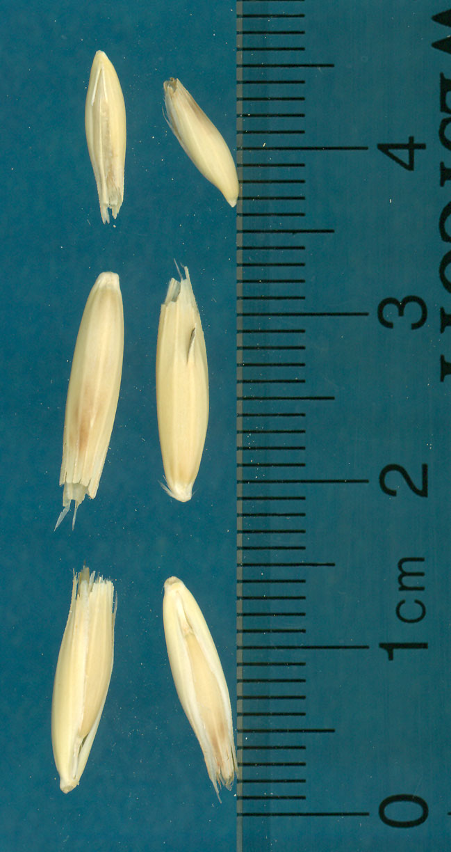 KERNELS