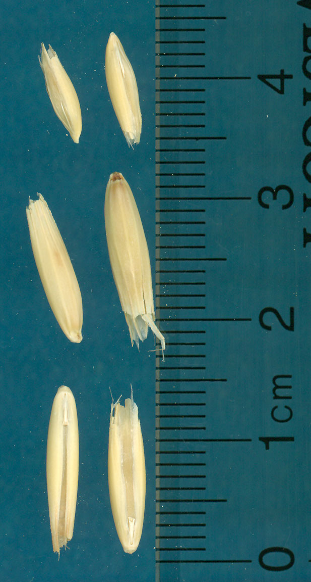 KERNELS