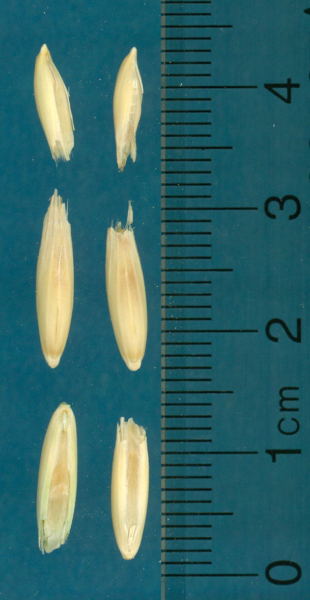 KERNELS