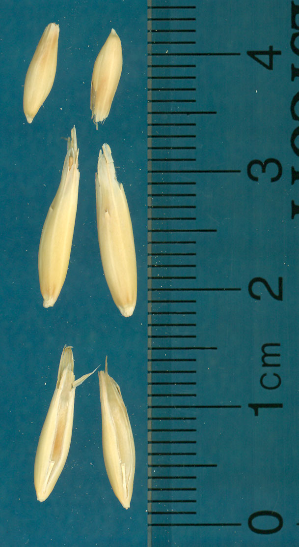 KERNELS