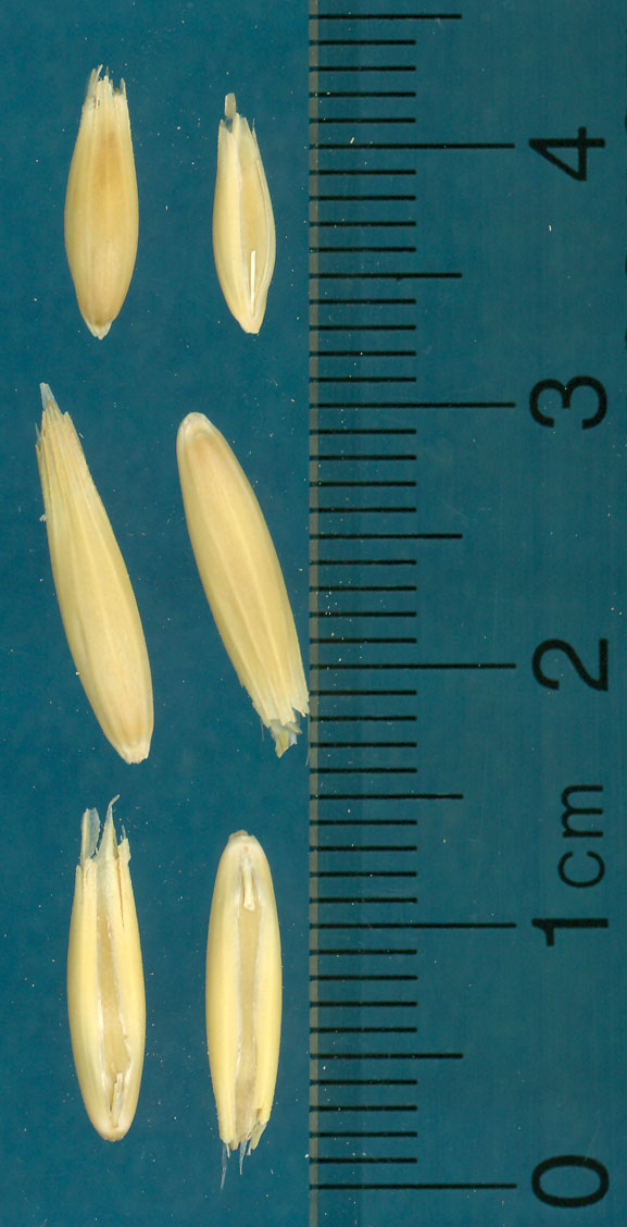 KERNELS