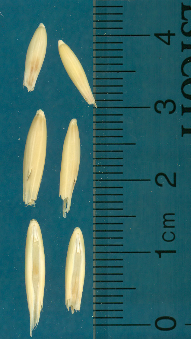 KERNELS