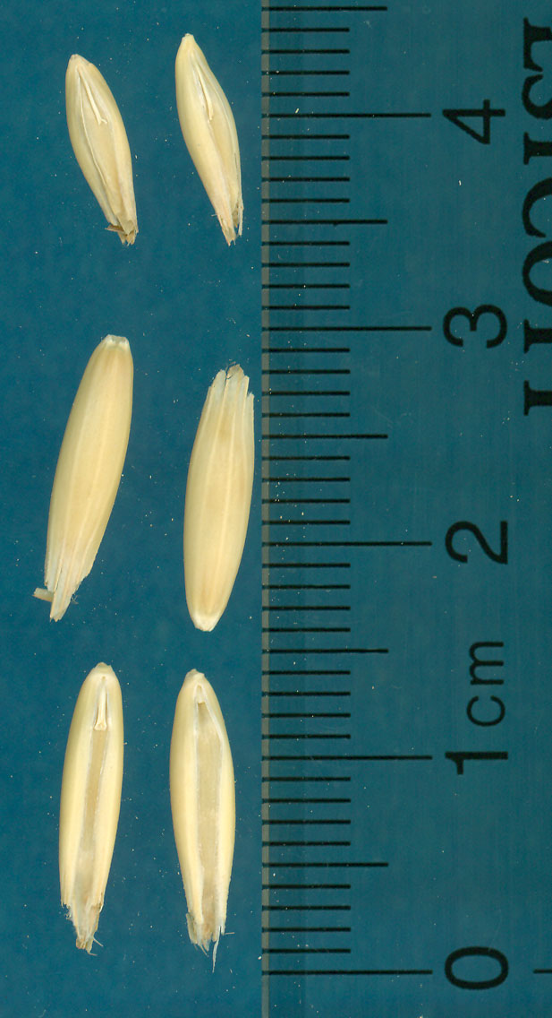 KERNELS